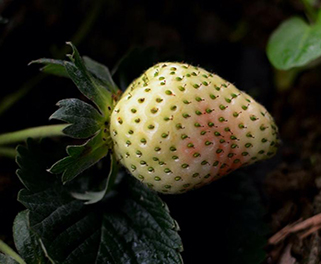 冷凍研磨機研磨前